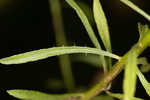 Canadian horseweed